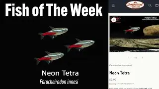 Имперские тропики: неоновые тетра Paracheirodon innesi в центре внимания! (Рыба недели) #рыба