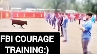 FBI COURAGE TRAINING:) | A mass suicide attempt against an angry bull :) | Challenging the bull
