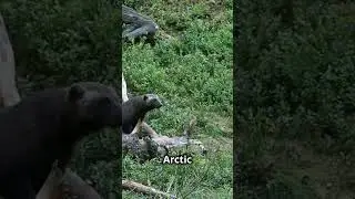 The Ferocious Wolverine: Nature's Fiercest Predator