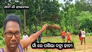 ଗାଁ ରେ ପଶିଲା ଦନ୍ତା ହାତୀ || Elephant Entered In Village