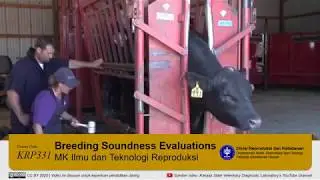 Tutorial: Breeding Soundness Evaluations | Melakukan BSE pada sapi calon pejantan