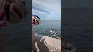 It's a puppet shark