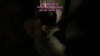 Sad, poor cat needs more food and warmth