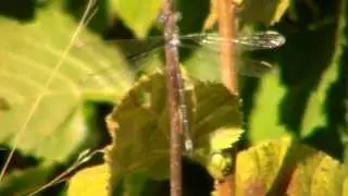 California Spreadwing Damselfly