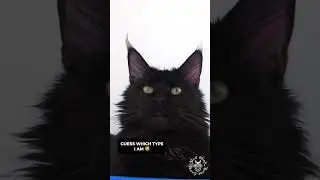 ✨ Charm | Cute Maine Coon Cat #blackcat