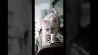Funny Cats| Urliyaan Parliyaan