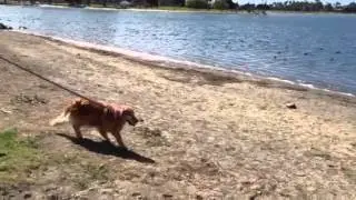 Distracting Ducks!