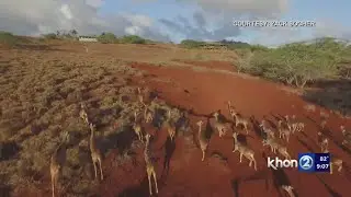 More car crashes due to Maui's deer, many unreported