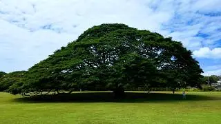【4K Hawaii 】Iconic Hitachi Tree The Majestic Monkey Pod at Moanalua Gardens 🌳