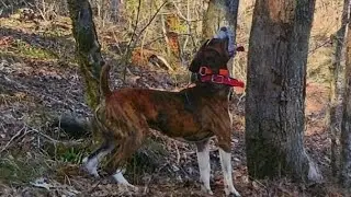 afternoon rounds with a squirrel dog #squirreldog #squirrelhunting #runningdogs #mountaincurr