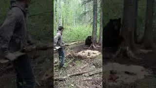 Bear Baiting Season