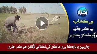 ورڪشاپ ۽ ڀرپاسي ۾ ماڻهو سڄو ڏينهن ماڪڙ ڀڄائڻ ۾ پورا