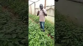 Harvesting of Managu