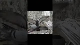 Spotted Pigeon Claims Feeder After Epic Clash! 🕊️❄️| Urban Birds Survival #pigeon #winter #survival