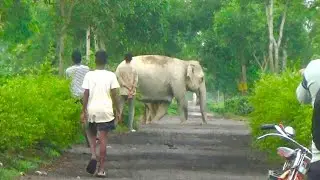 When Village Life Meets Elephant Corridor | Elephant Corridor of Golaghat