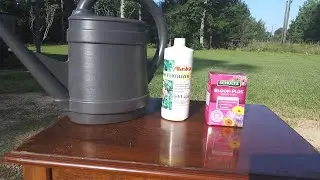 5th Fertilizing Of Hossinator And Brandywine Container Tomato Plants 6/30/25
