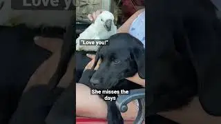 Now he just wants to run with his dog friends 🥺 #parrot #puppy #cute #friends #shorts