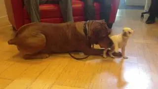 Dogs at play