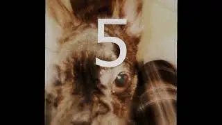 Alice Morrison - 5.
