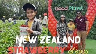 Strawberry Fileds & Picking II Telugu Vlogs from New Zealand nz