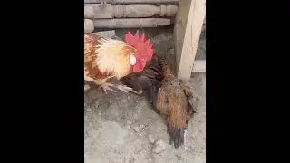 Murgha Aur Murghi Pyar Karte Hue Pakray Gaye | Funny Village Clip