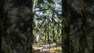 Pruning sawit pokok tinggi