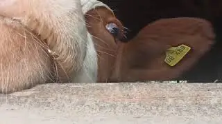 German cows in Hildrizhausen