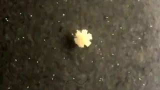Six Rayed Sea Star  juveniles