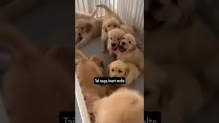 Tail wags, heart melts#dog #dogs #doglover #doglife #doglove #dogsofinstagram #instadog #pet #pets