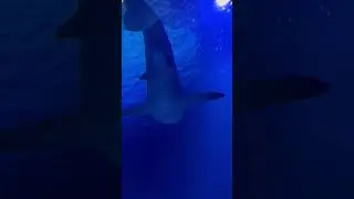ANIMALES INCREIBLES | #tibur&oacute;n #shark #animals #pets
