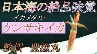 【敦賀 イカメタル】シーズンインした絶品大剣ケンサキイカを狙いに豊漁丸へ