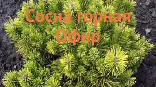 Сосна горная Офир (pinus mugo ophir) 🌿 горная сосна Офир обзор: как сажать, саженцы сосны Офир