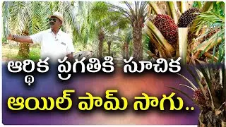 వాణిజ్య పరంగా రైతులకు ఆయిల్ పామ్ సాగు అత్యంత లాభదాయకం || Organic Agriculture
