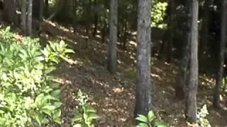 Forest Underbrush and Cleanup