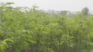 Agathi keerai Health benefits