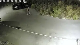 mais um maliente