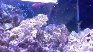 Pacific DT Update - 10.02.2014