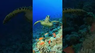 Coral Triangle: The Ocean's Underwater Wonderland #philippines #facts