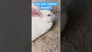 DIY rabbit toy Part 2 #diy #toy #bunnymom #fyp #ytshorts #rabbits #cute #like #bunnies #bored