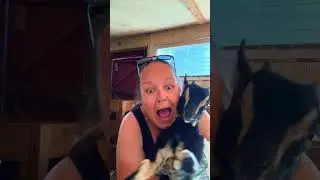 This is your sign to get a baby goat 🥹 #viralvideo #funnyreel #bowenisland