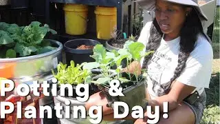 Potting & Planting Lettuce, Broccoli, Basil, Peppermint & Lemon Balm 🌱 | Beginner Gardening Tips