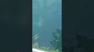 Local fishes.. #Goa #fish #localfish #wildlife #fyp #viralvideo #cutefish