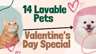 14 Lovable Pets | Valentine's Day Special Episode