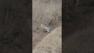 Rarely Seen African Wildcat Pounces on its Prey #shorts