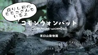 （過去動画）ウォンバットのモモコさんとウォレスくん Common wombat