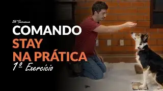 Comando STAY na prática - Primeira parte! 🐶  | Adestramento Grátis | Cão Guardião
