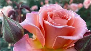Rose Garden, Balboa Park, San Diego