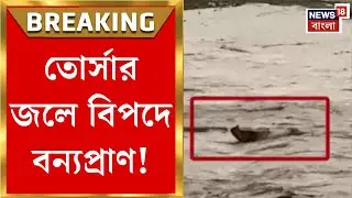 Alipurduar News | ফুঁসছে তোর্সার জল, জলদাপাড়ায় জলে ভেসে যাচ্ছে গন্ডার!| Bangla News