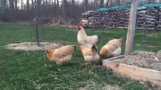 Lemon Cuckoo Niederrheiner Chicken