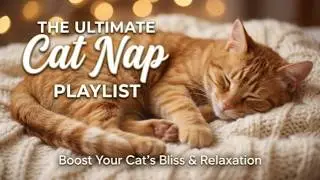 Calming Music for Cats &ndash; Piano for Pet Sleep & Serenity | Pawsitive Sounds